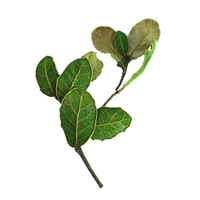 Plantes décoratives d'intérieur tendance, feuilles jaunes de poire avec branches, feuilles de Limau Kasturi avec branches