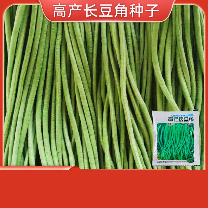 14# Haricots verts longs à haut rendement