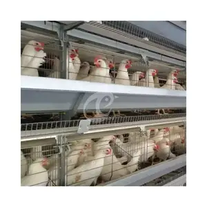 20,000 Layers Used A Type 120 Chicken Layer Cage Poultry Battery Cage