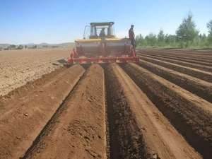 3 Point <b>Cultivator</b> - Product Image 6