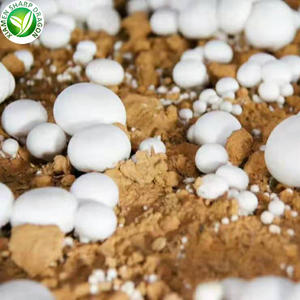 Iqf मशरूम की कीमत जमे एarकस बिस्पोरस - Product Image 6