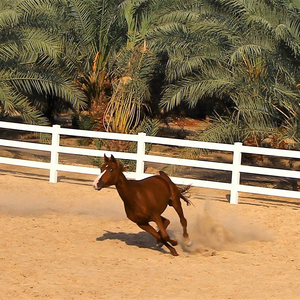 Venta al por mayor 3 <span class=keywords><strong>Rail</strong></span> Horse Pvc Fence White Pvc Horse Fencing - Product Image 2
