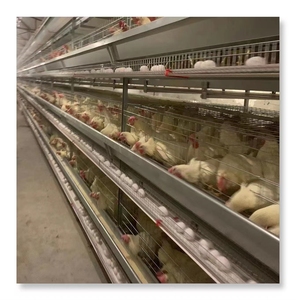 Gia Cầm Trang Trại Động Vật Lồng Gà Gà Chăn Nuôi Đặt Lồng Thiết Bị Lớp Trứng Tự Động Cho Bán Hàng Pin Lớp Gà Lồng - Product Image 2