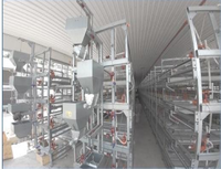 Cages de batterie pour l'élevage de poulets de chair – Équipement avicole pour l'élevage de poulets