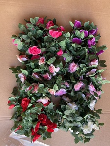 Together Etoile an Lace Banks New Shade Sale Wisteria Thorns Arizona Comte Morning Purple Thunbergia Rose Sensation - Product Image 3