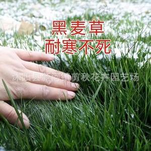 Huile de fourrage d'herbe à poils longs sauvage importée, résistante au froid, vivace, à haut rendement pour l'élevage de bovins, de moutons, de poulets et d'oies - Product Image 4