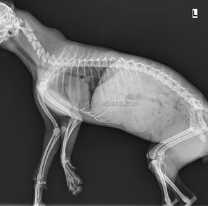 Equipo veterinario EUR VET inalámbrico con cable 17x17 14x17 pulgadas Xray <span class=keywords><strong>DR</strong></span> X Ray Plate Detector de panel plano digital de rayos X para veterinario humano - Product Image 5