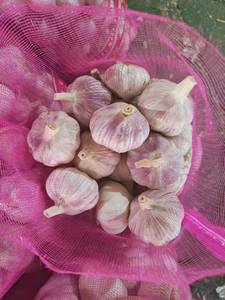 Ail frais de Chine 40mm 50mm 60mm Allium Sativum Qualité Premium Exportation en Gros Fournisseur Ajo Alho Ails - Product Image 6