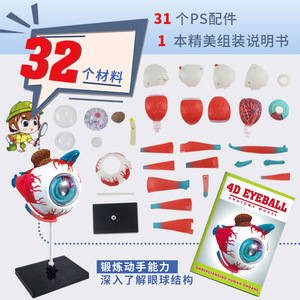 Modèle d'anatomie de l'œil 4D Tengxin, jouet éducatif détachable à monter soi-même pour adolescents, enseignement des sciences médicales - Product Image 3