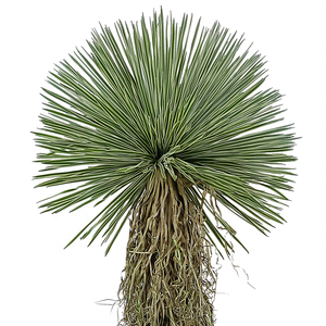 Oh Arts, superventas, 175cm de altura, árbol bonsái Artificial Oh Arts, plantas tropicales ornamentales de lujo modernas, <span class=keywords><strong>agave</strong></span> Artificial - Product Image 4