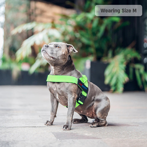 <span class=keywords><strong>Harnais</strong></span> pour <span class=keywords><strong>chien</strong></span> vert néon Conception sans étranglement réglable avec patch de nom personnalisé <span class=keywords><strong>Harnais</strong></span> pour animaux de compagnie doux et confortable léger - Product Image 3