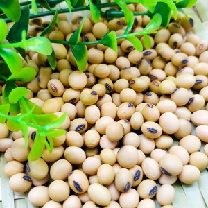 Graine de soja jaune germée de haute qualité, NON gm, soja séché en vrac, soja biologique - Product Image 6