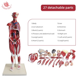 Modelo Anatómico de <span class=keywords><strong>Esqueleto</strong></span> <span class=keywords><strong>Humano</strong></span> de 27 Partes y 80 cm, Modelo Muscular <span class=keywords><strong>Humano</strong></span> para Ciencias Médicas, Modelo de Anatomía Muscular Humana - Product Image 3