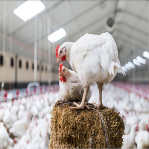 ฟีดไก่สำหรับผู้เริ่มต้นปลูกและหมัดเด็ดสำหรับโปรโมเตอร์การเจริญเติบโตสัตว์ปีกไก่ฟีดพรีมิกซ์ - Product Image 6