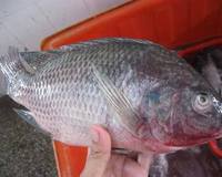 Poisson tilapia entier congelé de grande taille, faible teneur en matières grasses, riche en protéines