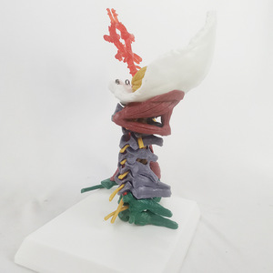 Modelo de Ciencia Médica de la Columna Vertebral Humana con Músculos Codificados por Colores, <span class=keywords><strong>Cuello</strong></span> y Huesos Desmontables, Recurso Educativo Yulin CE/ISO - Product Image 4
