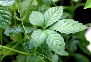 Estratto biologico di Jiaogulan in polvere 98% Gypenosides | Gynostemma Pentaphyllum in polvere solubile in acqua | Integratore sanitario e cura della pelle - Product Image 4