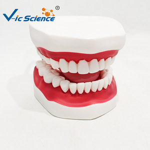 Modèle de brossage dentaire ; modèle pédagogique et de formation pour l'hygiène bucco-dentaire dans les écoles de médecine. - Product Image 2