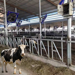 Catenaccio <span class=keywords><strong>per</strong></span> bestiame <span class=keywords><strong>per</strong></span> impieghi gravosi con sistema di alimentazione, bloccacollo <span class=keywords><strong>per</strong></span> <span class=keywords><strong>bovini</strong></span>, cancelli e box <span class=keywords><strong>per</strong></span> bestiame - Product Image 1