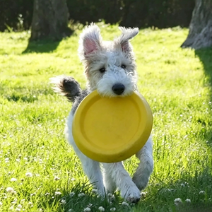 Set di Giocattoli Ecologici in Cotone Safecare per Addestramento di Cani e Gatti - Uso Esterno, Design Grazioso e alla Moda - Product Image 4
