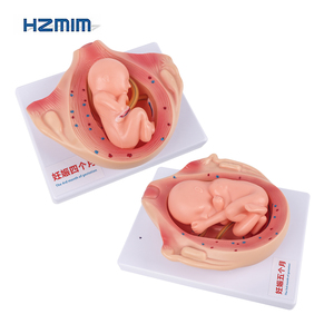 Juego de 10 Modelos de Desarrollo Fetal de Alta Calidad para Educación Médica y Estudio de Embriología - Product Image 2