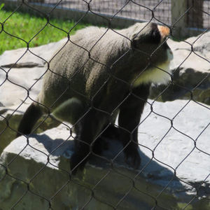 ตาข่ายรั้วตาข่ายบ้านท้องฟ้าทำจากเชือกทำจากสเตนเลสสำหรับทำรั้วกรง<span class=keywords><strong>ลิง</strong></span> - Product Image 2