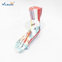 Modelo Anatómico de Músculos del Pie Humano, Tamaño Real, Músculos, Huesos y Ligamentos del Pie, Modelo para Enseñanza de Podología, CE/ISO/ROHS/CNAS