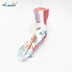 Modèle anatomique du pied humain grandeur nature, muscles, os et ligaments du pied, modèle pour l'enseignement <span class=keywords><strong>de</strong></span> la podologie, CE/ISO/ROHS/CNAS - Product Image 6