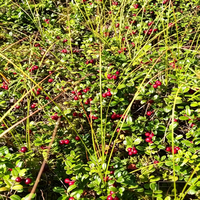 Bulk voedingsmiddelenkwaliteit cranberry-extract 99% cranberry-sap & fruitpoeder met anthocyanine, vacuüm verpakt in glazen verpakking