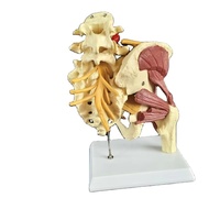 Modelo Anatómico de Pelvis y Columna Lumbar Humana de PVC Ecológico para Ciencias Médicas, Equipo Educativo Neuromuscular de Cadera