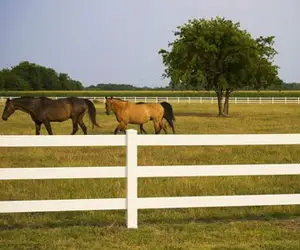 Hot Sales 3 Rails Pvc Horse Fence For Farm Paddock Or Livestock