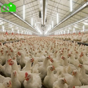 Thép tự động Gà nhà prefab trang trại xây dựng hệ thống thiết kế phong cách cho Gà Thịt và gà giống - Product Image 1