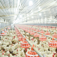 Système de levage de plancher d'éleveur automatique de haute qualité pour équipement d'élevage de volaille de ferme avicole pour éleveur