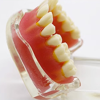 Modelo de dentadura oral anatómico para entrenamiento dental, dentadura extraíble estándar, modelos typodont de estudio dental