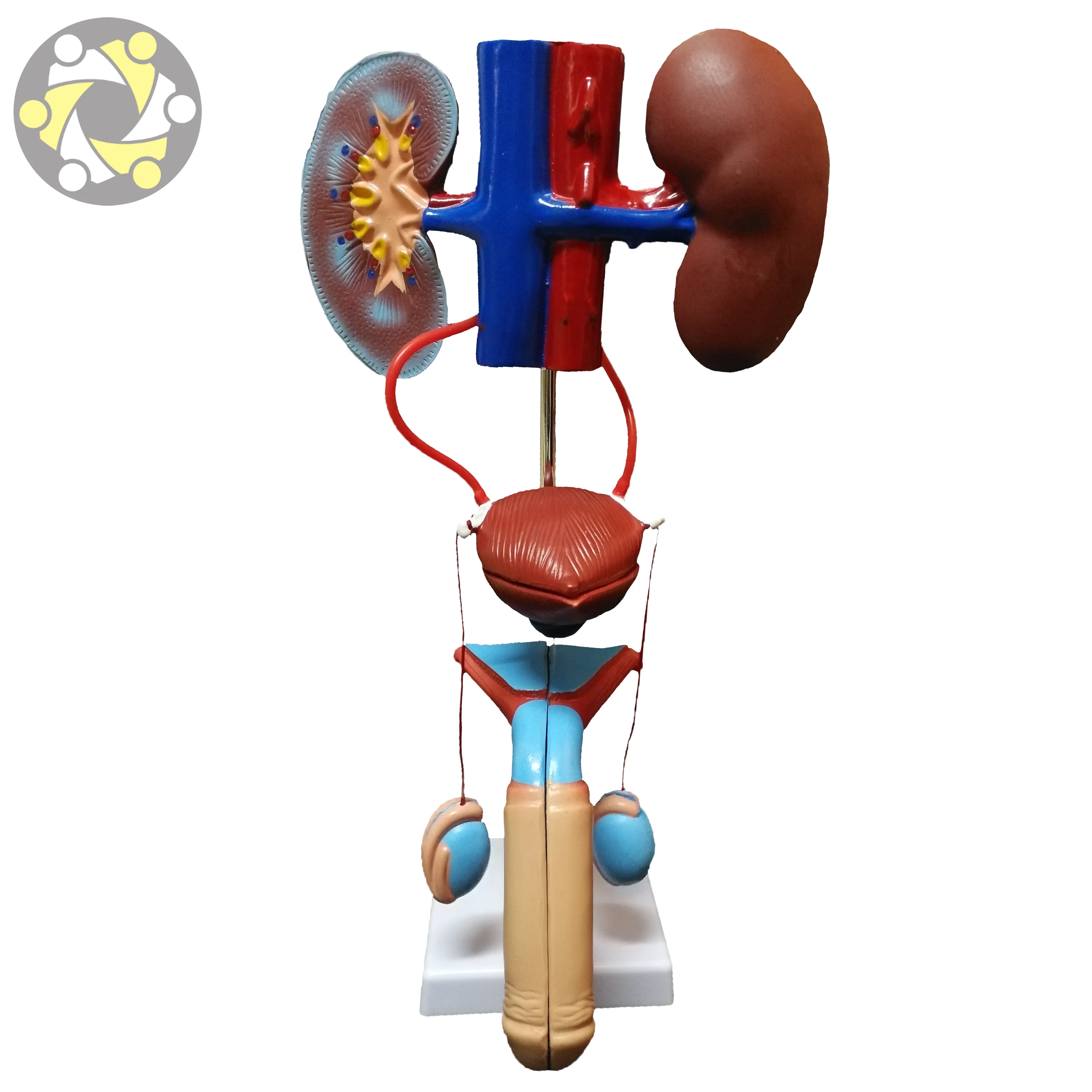 Anatomisch Model Van Mannelijke Urogenitaal Systeem Mannelijke Urinewegen Orgel Medische Wetenschap