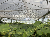 Serre hydroponique tropicale à prix réduit, grande taille, à toit en dents de scie, avec structure en acier, contrôle climatique et installation facile pour la culture de tomates