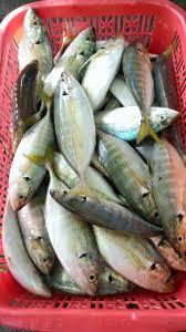 Maquereau jaune congelé de haute qualité, entier, rond, fruits de mer congelés, IQF, maquereau congelé, export, Whatsap 0084 989 322 607 - Product Image 4