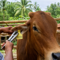 Étiquettes d'oreille intelligentes RFID basse fréquence à puce TPU pour le suivi GPS du bétail, à énergie solaire, en excellent état, pour la gestion des animaux de ferme - Vente chaude