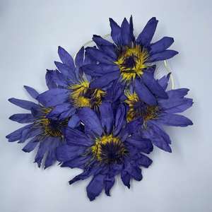 زهرة اللوتس الزرقاء بالجملة ومستخلص زهرة اللوتس الزرقاء - Product Image 3