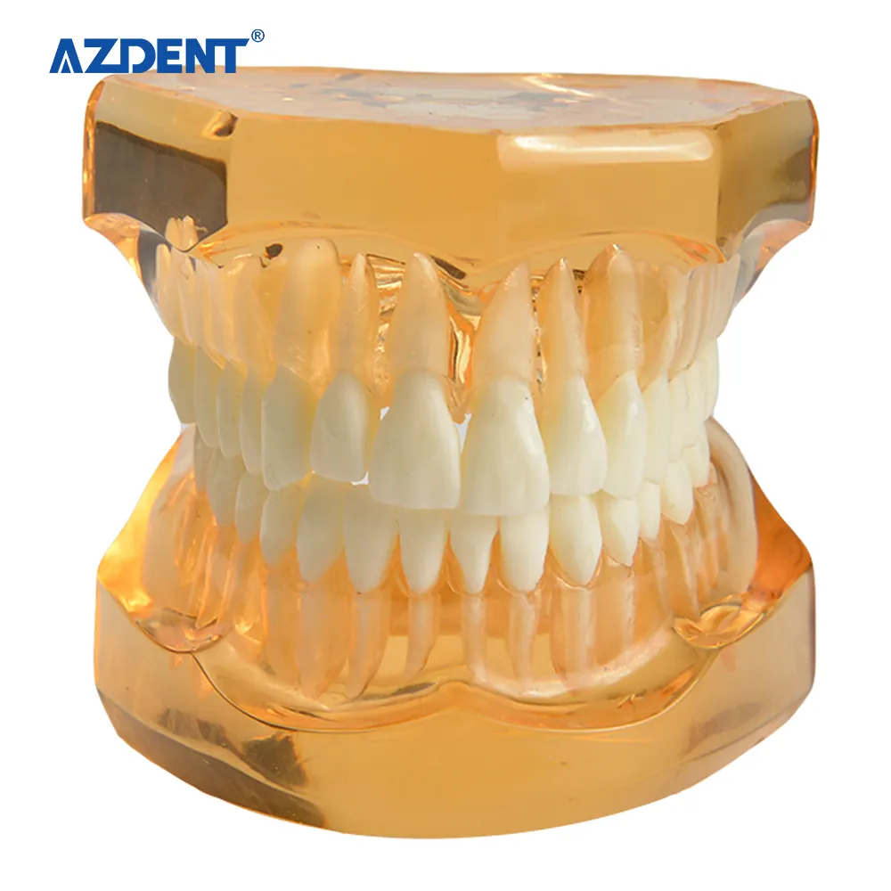 AZDENT diş çalışma öğretim kullanımı yetişkin çıkarılabilir Typodont diş modeli ZYR-7006-1