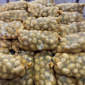 Patatas Frescas Holandesas de Gran Tamaño, 80-150g, Bien Limpias, Color Amarillo, para Exportación - Product Image 6