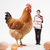 5% Complexe de Prémélange de Couche d'Œufs Alimentation Directe d'Usine OEM Acides Aminés de Qualité pour la Pose de Poulet Poussin Poussin Brillant Prêt
