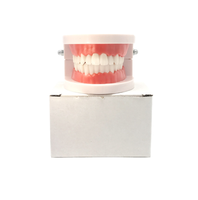 Modèle médical de dentisterie, appareil d'hygiène dentaire naturelle, modèle éducatif, pour hommes et femmes