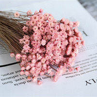 DREA 30pcs/bouquet Brésil Mini Glixia Star Flowers Blossom Dry Daisy Flower Fleurs et plantes séchées