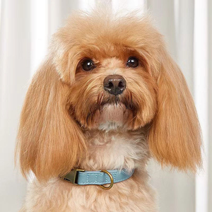 Leather <b>Dog</b> <b>Collars</b> Solid Color Adjustable Buckle Closure Classic Style for Medium <b>Dogs</b> All Seasons Use - Product Image 4