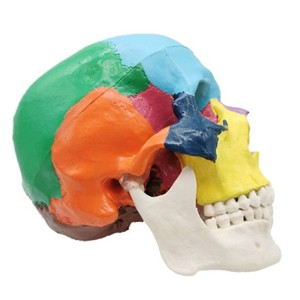 Heidefee Modèle anatomique de crâne coloré en PLA, pour la science médicale et l'éducation, 1 boîte - Product Image 2