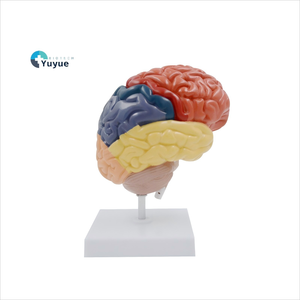 1:1 Scale Human <strong>Right</strong> Hemisphere <strong>Brain</strong> Model | Color - Coded <strong>Functional</strong> Areas Anatomical Model - Product Image 1