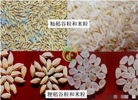 Fraiseuse à riz automatique à fonction complète