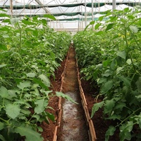 Serre de culture en Tunnel, serre agricole avec système d'irrigation et de croissance hydroponique