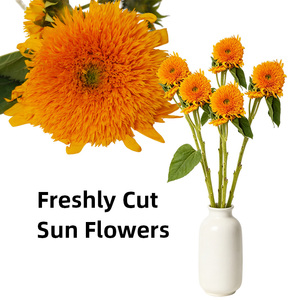 Fiori di Girasole Freschi all'Ingrosso, Stelo Robusto, Testa Grande, per Composizioni Floreali - Product Image 6